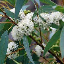 Image result for Crotalaria cylindrocarpa