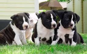 Vælg mellem et stort udvalg af lignende scener. Photos Of Black And White Pitbulls Black And White American Pitbull Terrier Puppies Black Pitbull Puppies White Pitbull Puppies White Pitbull