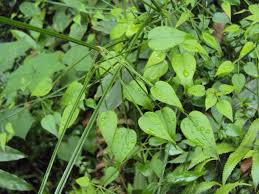 Image result for Rubia cordifolia