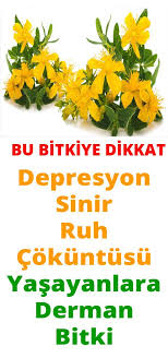 Pin On Sifali Bitkiler