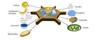 Various organelles are present in both animal cells and plant cells, whereas some are present in photosynthesis occurs in plant cells in the chloroplast. Cell Organelle Class 9 Chapter 5 The Fundamental Unit Of Life