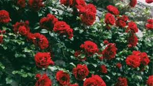 You will need to change this first so others can see your gamerpic instead of the avatar. Roses Gamerpic Grunge Tumblr Aesthetic Red Redaesthetic Rose This Means You Can Customize Your Xbox Lekisha Dally