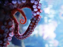 The kraken was first described in 1180 by no less than the king of norway. Milliardenschwerer Investmentfonds Stellt Sich Hinter Kraken Btc Echo