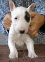 English Bull Terrier Dogs and Puppies for sale in the UK ...