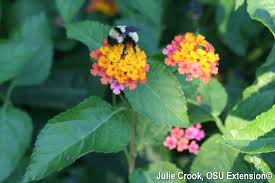 Image result for Lantana angolensis