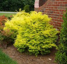 Image result for Ligustrum sinense