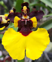 Image result for Ozoroa gomesiana