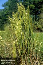 Image result for Andropogon lima