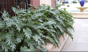 We did not find results for: Jenis Philodendron Termahal Di 2020 Ada Yang Merambat