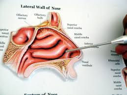 Submucous Diathermy Relieves Nasal Blockage A New Method Nasal Blockage Nasal Obstruction Nasal Passages