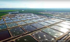 Hi, we are sunlight seafood sdn bhd in ,we main products/service:vannamei,hlso,pd,pud,pto. Malaysiakini Despair In Pitas Over State Linked Shrimp Farm