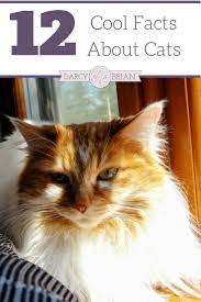 12 Cool Facts About Cats To Teach Your Kids Cat Facts Fun Facts About Cats Fun Facts