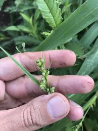 Image result for Scleria lithosperma