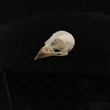 Tiny Sparrow Skull Real Bone Available For Purchase At Natur
