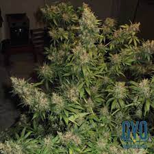 Sensi Seeds Northern Lights 5 X Haze Feminised Cannabis Seeds