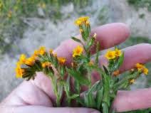 Image result for Panicum graciliflorum