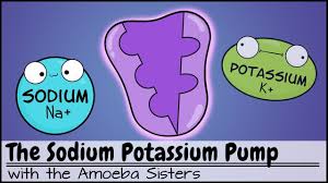 Sodium Potassium Pump In 2020 Sodium Potassium Pump Nursing School Essential Sodium