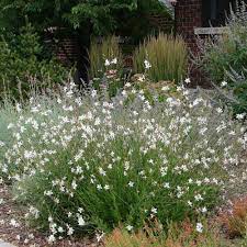 Check spelling or type a new query. Gaura Seeds Gaura Lindheimeri Flower Seeds