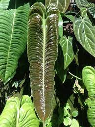 Anthurium Veitchii Rainforest Plants Cool Plants Flowering Trees