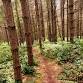 10 Mile Guided Trail Run Sherwood Forest event image