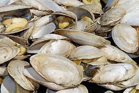 How to clean soft shell clams. The Proper Way To Eat Steamers