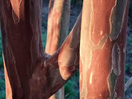 The Stars of Summer: The Crape Myrtle