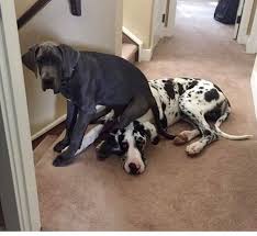 Maybe you would like to learn more about one of these? 900 Great Danes Ideas In 2021 Dane Great Dane Great Dane Dogs