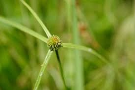 Image result for Kyllinga stenophylla