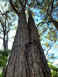 Image result for Syncarpia glomulifera