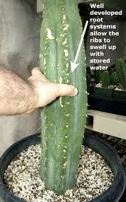 They grow especially fast and fragrant around the summertime, sprouting white flowers that bloom at night and open the following day. San Pedro Cactus Trichocereus Pachanoi Peruvianus Peruvian Torch Cacti