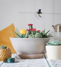 Diy Eigenen Kakteen Und Sukkulenten Garten Anlegen Garten Anlegen Kakteen Und Sukkulenten Sukkulenten