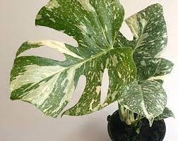 Monstera Thai Constellation Etsy Plants Plant Aesthetic Plant Goals