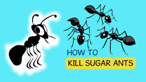 Try sprinkling a ring of food grade diatomaceous earth (de) around the foundation of the house or ant hills. 10 Ways To Kill Sugar Ants In House Youtube