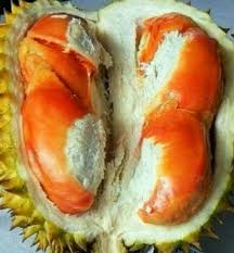 Hal tersebut tidaklah sebanding dengan permintaan pasar yang semakin mengalami peningkatan pesat. Jual Bibit Pohon Durian Udang Merah Tinggi 1 Meter Di Lapak Puspa Wati Bukalapak