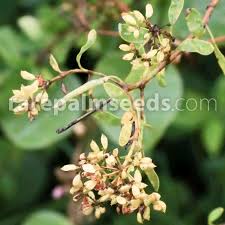 Image result for Aeschynomene abyssinica