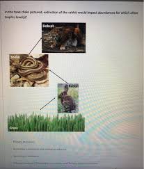 What Kind Of Consumer Is A Rabbit? | Homework.Study.Com