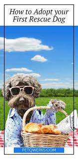 How To Adopt Your First Rescue Dog Rescue Dogs Dog Adoption Adoption