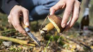 Pilze sind wichtig für das ökosystem des waldes, insbesondere für die zersetzung von pflanzen und tieren. Pilze Sammeln Aber Richtig Funf Regeln In Wald Und Flur Stern De