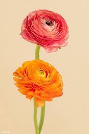 Download Premium Image Of Blooming Ranunculus Flowers 2276521 Ranunculus Flowers Delphinium Flowers Flower Illustration