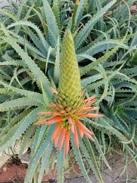 Image result for Aloe arborescens