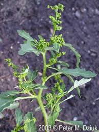 Image result for Canthium glaucum