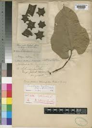 Image result for Aristolochia triactina