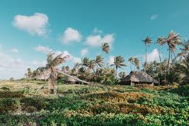 Image result for Faroa affinis