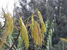 Image result for Albizia isenbergiana
