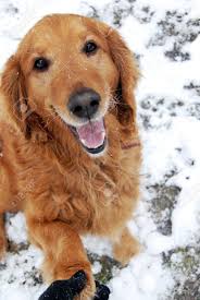Baby golden retrievers available in a couple weeks. One Cute Golden Retriever Dog Giving Paw At Snow Outdoors Stock Photo Picture And Royalty Free Image Image 37440402