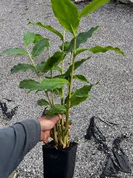 Image result for Aframomum mala