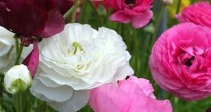 The further north, the earlier the blooming starts. Winter Spring Flowering Bulbs Gardenshop