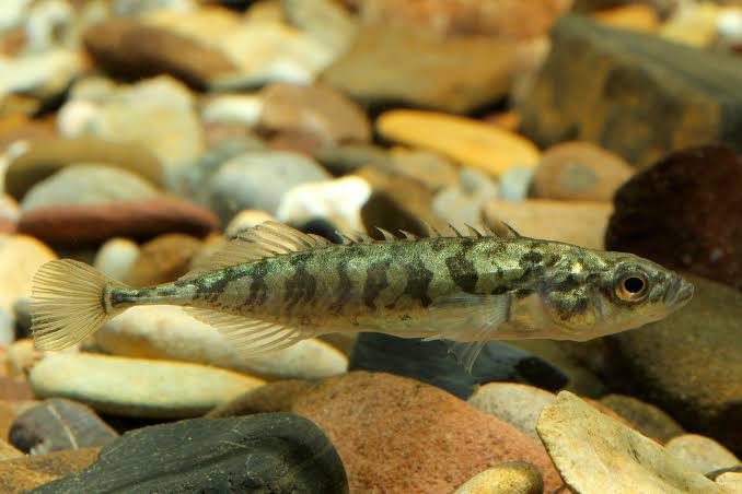 Neunstachliger Stichling