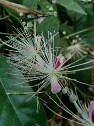 Image result for Capparaceae