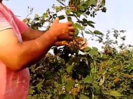 Bu dönem gelen yağışlar dikilen meyve fidanları için çok faydalıdır. Ahududu Fidani Nerelere Dikilir Hangi Bolgelere Dikilir Nerelerde Yetisir Youtube Bogurtlen Bitki Bahce Tasarim Fikirleri